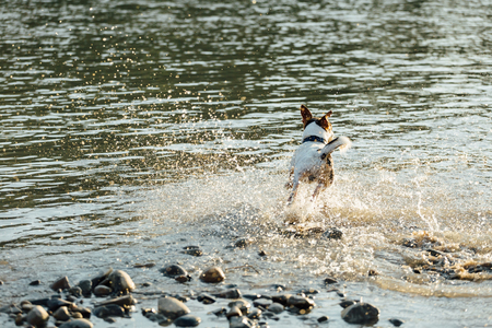 Back view of Jack Russell Terrier running fast in shallow water of sea.の写真素材