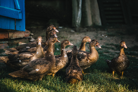 Small flock of gray and brown ducks walking on yard of farmhouse in sunlight.の写真素材