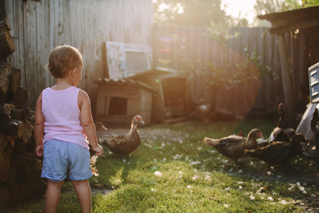 Back view of child standing on farmhouse backyard and watching ducks in sunlight.