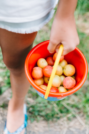 Close-up of red bucket with collected cherry plums in hands of girl standing on nature.の写真素材