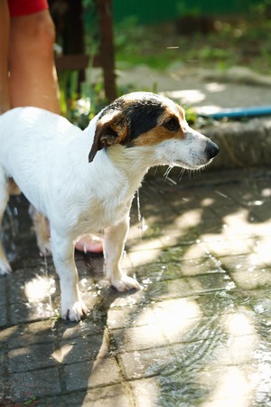 Crop girl bathing Jack Russel Terrier in backyard with garden hose.の写真素材