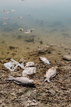Dead fish on the lake. Contamination by chemicals pond.の写真素材