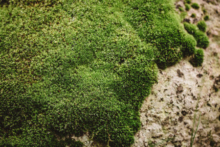 green moss background texture beautiful in natureの写真素材