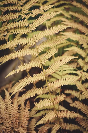 Closeup shot of yellow fern leafの写真素材