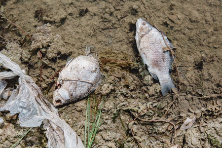 Dead fish on the lake. Contamination by chemicals pond.
