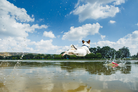 Side view of charming happy dog playing in water making splashes in sunny day.の写真素材