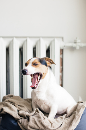 Cute Jack Russell Terrier sitting and yawns on his place.の写真素材