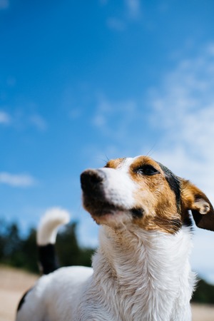 Small dog breed Jack Russell Terrier on a sandy beach looking into the distance. Bottom view.の写真素材