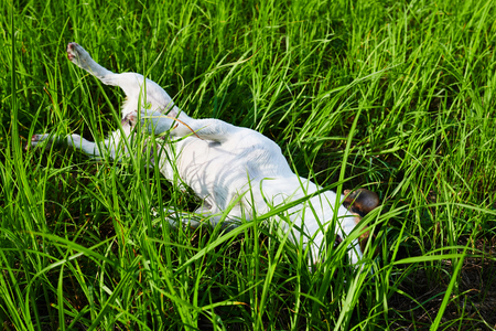 Funny little dog lying on bright green grass on sunny dayの写真素材