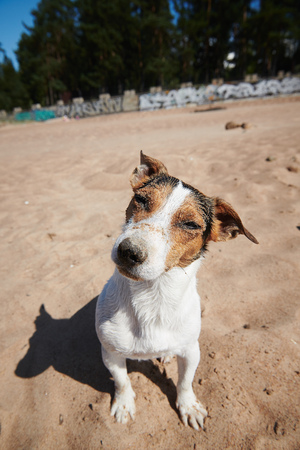 Sweet dog bowing dirty head looking at camera while sitting on sandy shore on sunny dayの写真素材