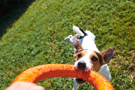 Hand of anonymous person trying to taking away ring toy from cute dog while playing in park on sunny dayの写真素材