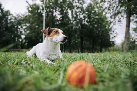 Funny dog lying on the green grass in the park next to his toy