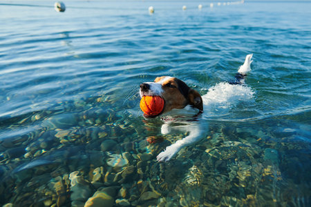Dog swimming in sea holding ball in mouth