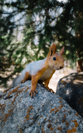 Portrait of Eurasian red squirrel looking curiously at cameraの写真素材