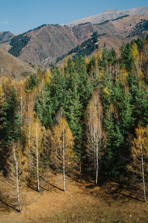 Picturesque view of mountain slope covered with colorful trees in autumn dayの写真素材