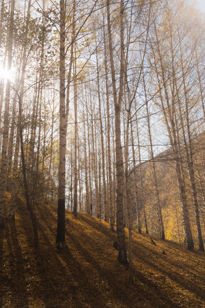 Rays of the sun break through the autumn birch groveの写真素材