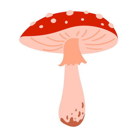 Fly agaric hand drawn illustration with red mushroom cap and white spots isolated on white background. Autumn forest poisonous mushroom. Fall season floraのイラスト素材