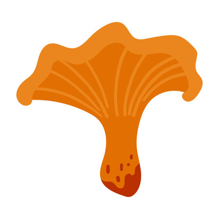 Hand Drawn Chanterelle Mushroom Illustration Isolated on White Background. Autumn Forest Harvest. Fall Season Floraのイラスト素材