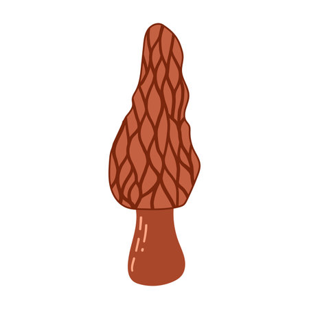 Hand Drawn Brown Morel Mushroom Illustration Isolated on White Background. Autumn Forest Harvest. Fall Season Floraのイラスト素材