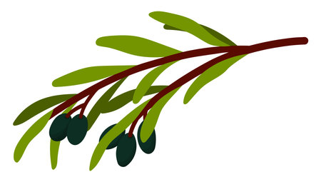 Olive Branch with Leaves and Ripe Black Olives Isolated on White Background. Short sprigs with leaves. Minimalist Nature Illustrationのイラスト素材