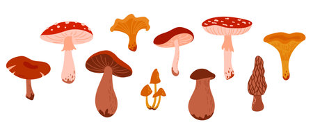 Set of Cartoon Wild Forest Mushrooms. Collection Edible and Poisonous Fungus: Morel, Amanita, Boletus, Porcini, Chanterelle, Honey Fungusのイラスト素材