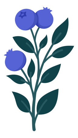 Hand Drawn Blueberry Branch with Ripe Berries and Leaves. Cute Botanical Illustration for Packaging, Kitchen Decor, Labels, Logos, Stickers, Farmers Market or Food Brandingのイラスト素材