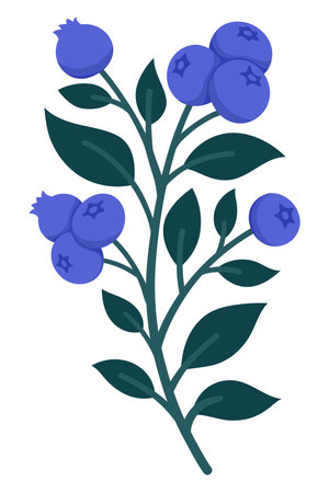 Hand Drawn Blueberry Branch with Ripe Berries and Leaves. Cute Botanical Illustration for Packaging, Kitchen Decor, Labels, Logos, Stickers, Farmers Market or Food Brandingのイラスト素材
