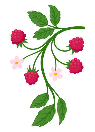 Raspberry branch bearing ripe red fruit, green leaves, and delicate pink blossoms, flat illustration isolated on white. Ideal for food, botanical, and summer design projectsのイラスト素材