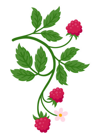 Raspberry branch bearing ripe red fruit, green leaves, and delicate pink blossoms, flat illustration isolated on white. Ideal for food, botanical and summer design projectsのイラスト素材