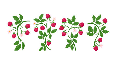 Set of raspberry branches bearing ripe red fruits, green leaves, and delicate pink blossoms, flat illustrations isolated on white. Ideal for food, botanical, and summer design projectsのイラスト素材