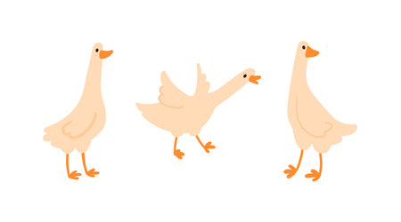 Set of cute white geese with long neck and webbed feet in different poses in simple flat style, isolated on white. Suitable for kids content, farm themes, and animal projectsのイラスト素材