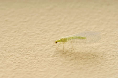 insect Green Lacewing (Chrysoperla carnea)の写真素材