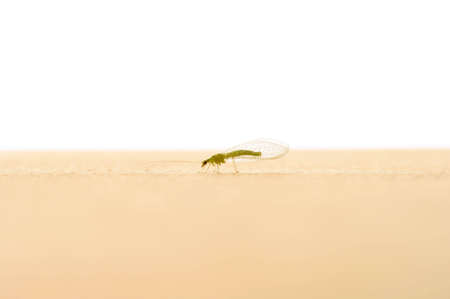 insect Green Lacewing (Chrysoperla carnea)の写真素材