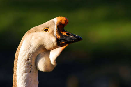 goose head on green background
の写真素材