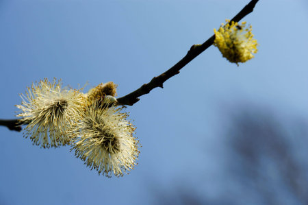 pussy-willow on a blue sky background 