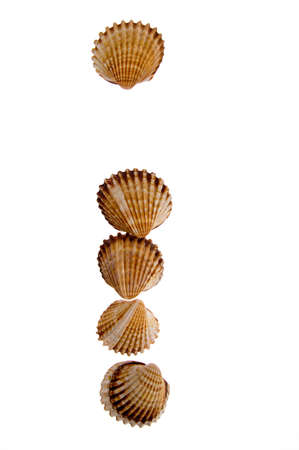 isolated shell letter I - white background, の写真素材