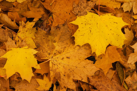 background from yellow maple leaves