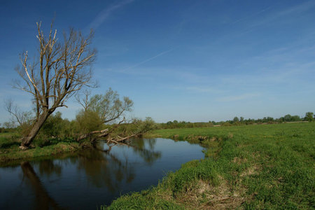 tree, river and meadow,  Poland, Europe