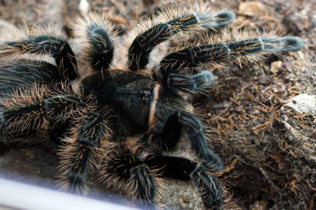 Brachypelma albopilosum Bird eating spider with the habitat in Costa Rica, Guatemala, Honduras の写真素材