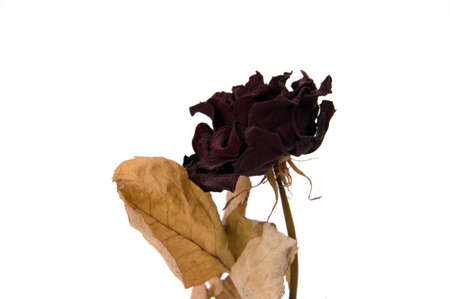 Single Dried Rose  macro isolated on white
の写真素材