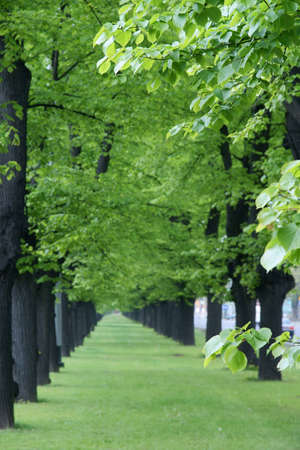 Green lined trees, grass summer
の写真素材