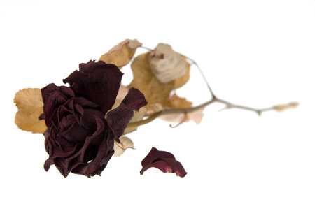 Single Dried Rose  macro isolated on white