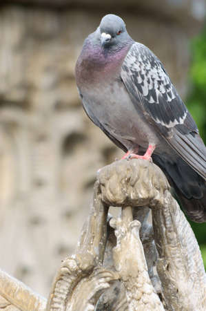 City pigeon, Pigeon on a sculptureの写真素材
