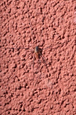 One Spider on wet web の写真素材