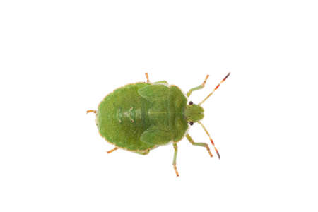 green bug isolated on white - Polomena prasinaの写真素材