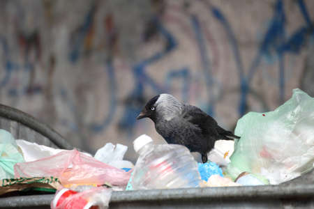 jackdaw ( Corvus monedula ) garbage dump dustbinの写真素材