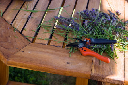 clippers, secateurs garden shears on grass の写真素材