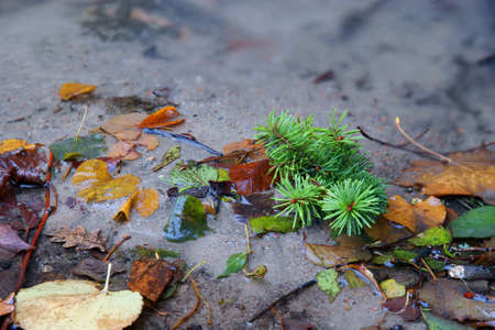 landscape autumn scenery, leafs in water, creekの写真素材