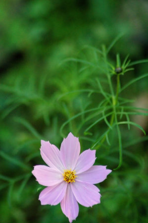 Pink flowerの写真素材