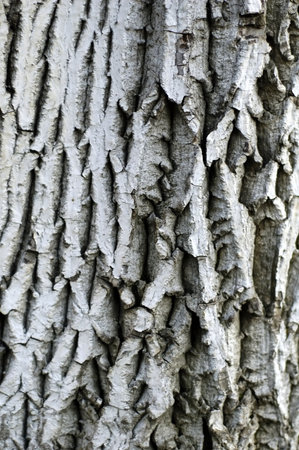 tree texture